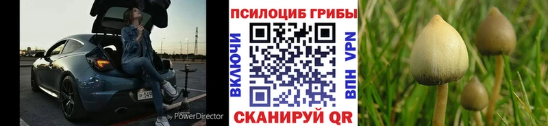 хочу   Люберцы  mega зеркало  Галлюциногенные грибы Psilocybe 